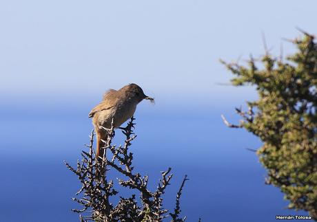 Canastero en Punta Tombo