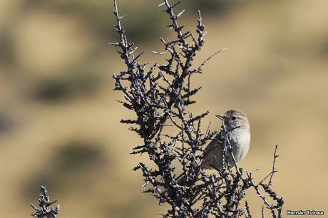 Canastero en Punta Tombo