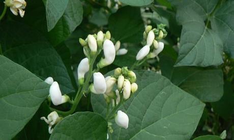 fotos planta judia flores