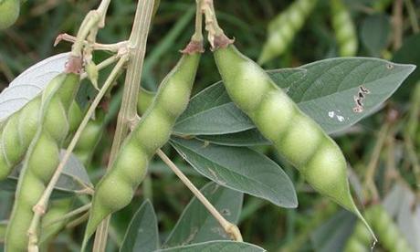 fotos planta judia fruto