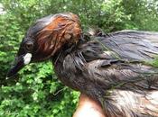 zampullín suerte final feliz, aunque...