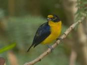 Tangará amarillo (Violaceus Euphonia) Euphonia violacea