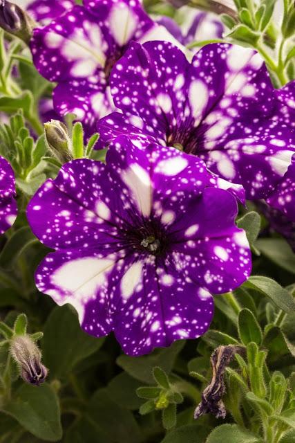 Las increíbles Petunias del cielo nocturno