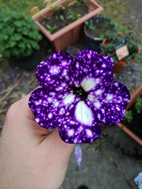 Las increíbles Petunias del cielo nocturno