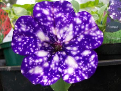 Las increíbles Petunias del cielo nocturno