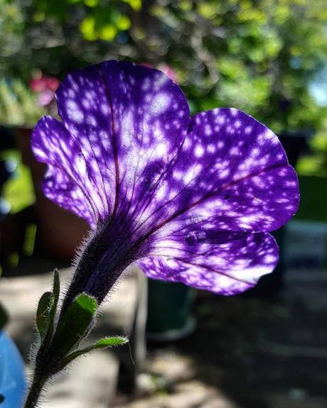 Las increíbles Petunias del cielo nocturno