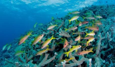 Perdemos biodiversidad, perdemos vida