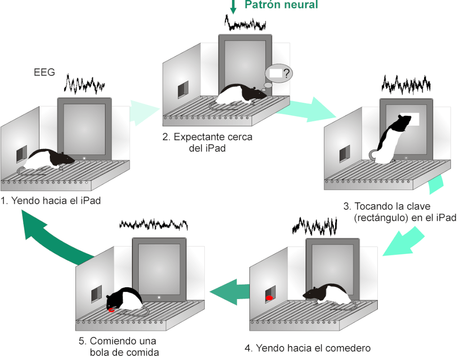 Científicos consiguen que un ratón active una pantalla mediante un patrón cerebral cognitivo