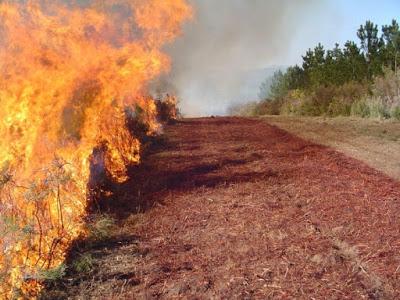 Causas de un incendio forestal I