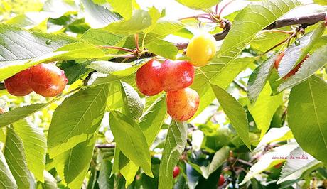 Clafoutis de Cerezas sin gluten y sin lactosa