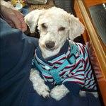 Así se escucha un disco de vinilo con una aguja y un cono de cartulina