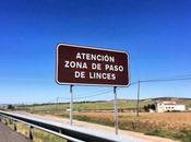 Paso Linces