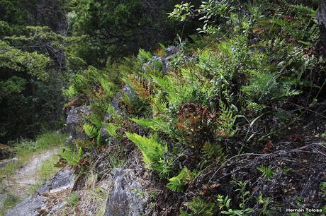 Reserva Nacional Futaleufú