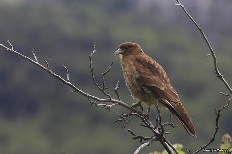 Reserva Nacional Futaleufú