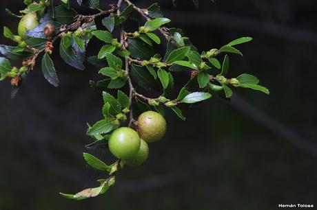 Reserva Nacional Futaleufú