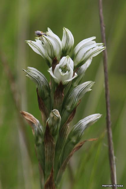 Reserva Nacional Futaleufú