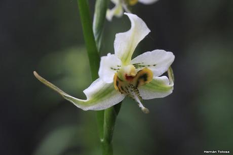 Reserva Nacional Futaleufú