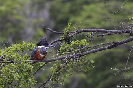 Reserva Nacional Futaleufú