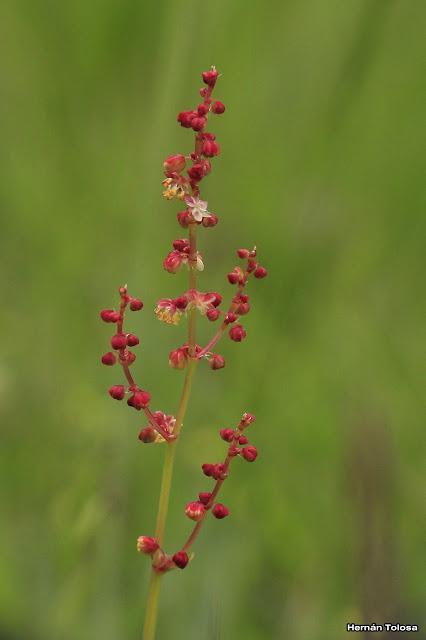 Reserva Nacional Futaleufú