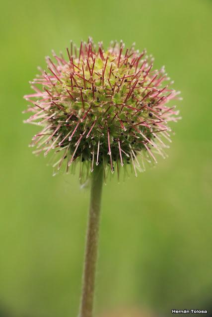 Reserva Nacional Futaleufú