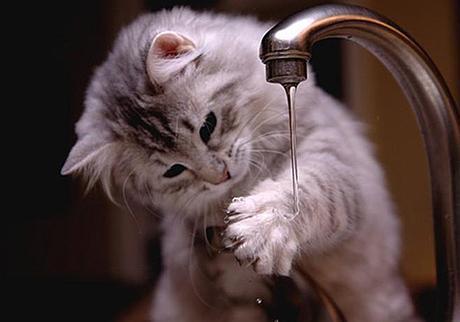 Extrañamente, los gatos sienten una enorme curiosidad hacia el vital líquido
