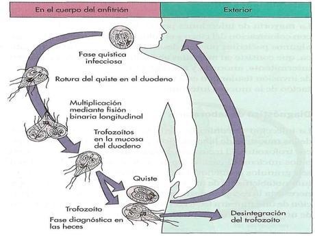 Ciclo de Vida de la Giardia Lamblia