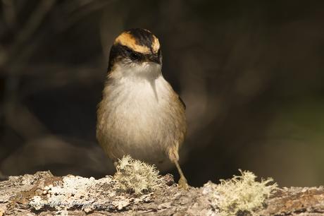 Rayadito (Thorn-tailed Rayadito) Aphrastura spinicauda