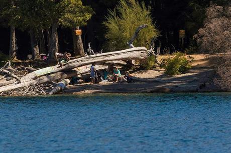 Rayadito (Thorn-tailed Rayadito) Aphrastura spinicauda
