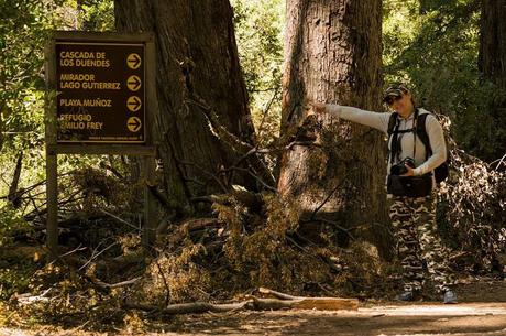 Rayadito (Thorn-tailed Rayadito) Aphrastura spinicauda