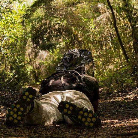 Rayadito (Thorn-tailed Rayadito) Aphrastura spinicauda