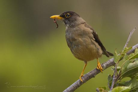 Zorzal patagónico (Austral Thrush) Turdus falcklandii