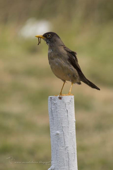 Zorzal patagónico (Austral Thrush) Turdus falcklandii