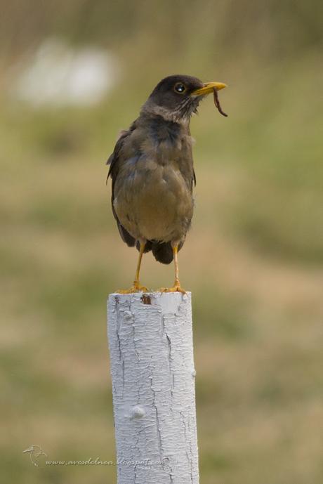 Zorzal patagónico (Austral Thrush) Turdus falcklandii