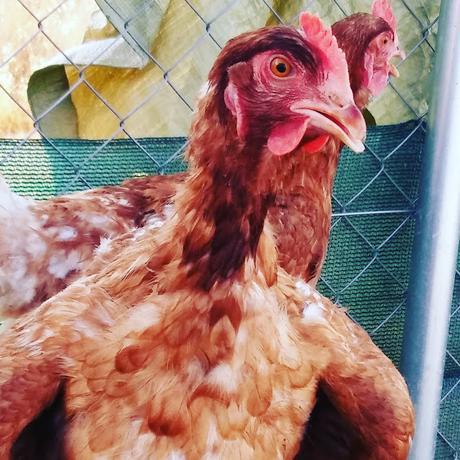 Ecoavi: Granja avícola ecológica [Gallinas con huevos de oro]