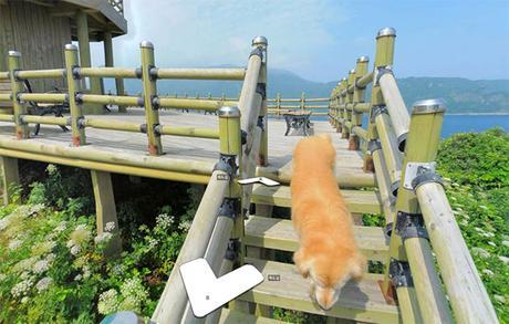 cachorro-segue-fotografo-street-view4