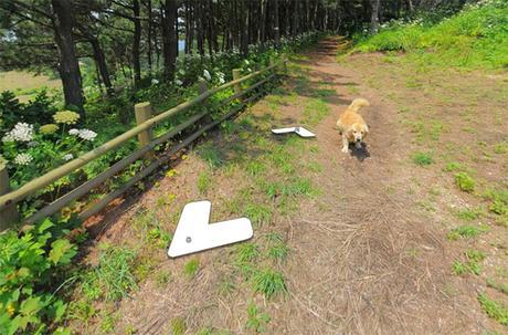 cachorro-segue-fotografo-street-view3