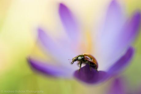 Andrea Gulickx, fotografía macro de una naturaleza mágica