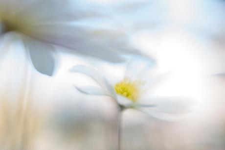 Andrea Gulickx, fotografía macro de una naturaleza mágica