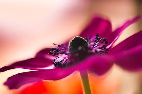 Andrea Gulickx, fotografía macro de una naturaleza mágica