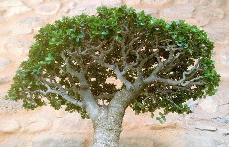 Exposicion en el Castell de la Cartoixa 2017