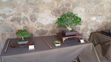 Exposicion en el Castell de la Cartoixa 2017