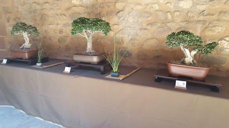 Exposicion en el Castell de la Cartoixa 2017