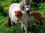 ¿Qué significa soñar ponis?