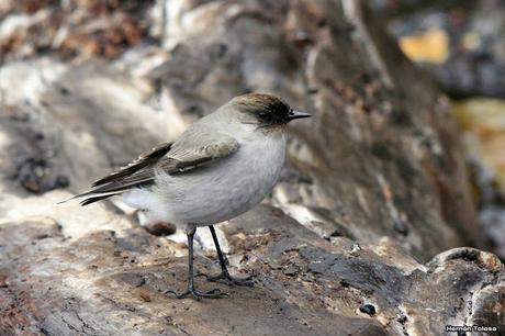 Dormilona cara negra (Muscisaxicola maclovianus)