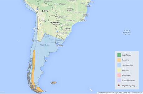 Dormilona cara negra (Muscisaxicola maclovianus)