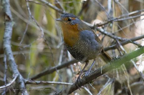 Chucao (Chucao Tapaculo) Scelorchilus rubecula (Kittlitz, 1830)