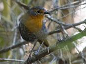 Chucao (Chucao Tapaculo) Scelorchilus rubecula (Kittlitz, 1830)