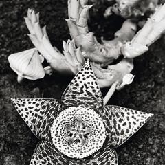 La gran retrospectiva del fotógrafo alemán Albert Renger-Patzsch en la Fundación Mapfre image01