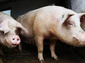 Síntomas gripe porcina: gente necesita saber