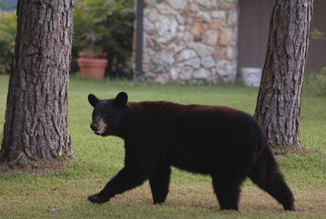 VIDEO: Un oso curioso desafía a patrullero en Florida central